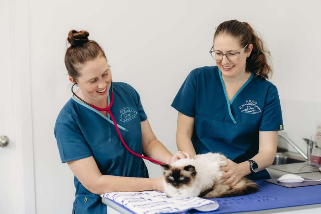 Two nurses at Chamberlain Road Veterinary Clinic are examining and giving treatment to a cat