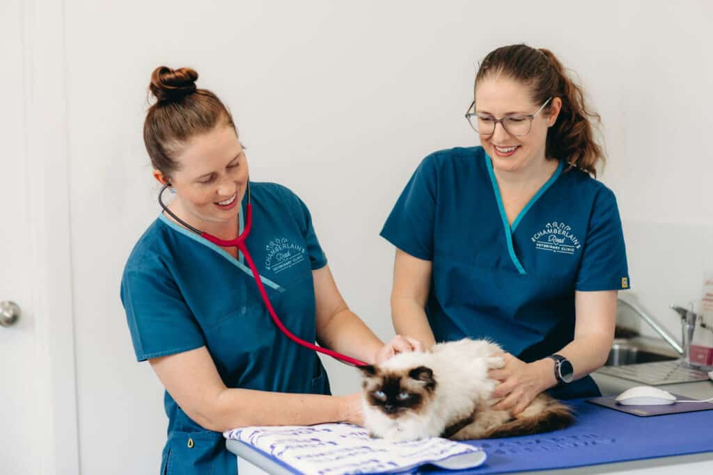 Two women in blue shirts carefully examining a cat, focusing on its features and behavior.
