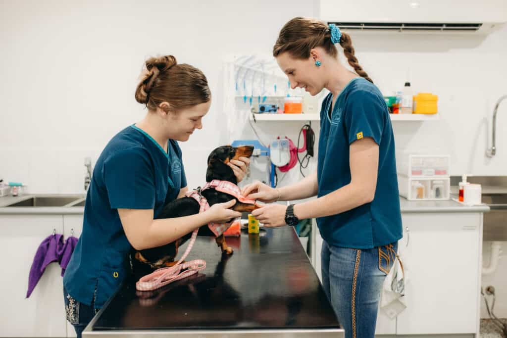 Two women in blue shirts and jeans, busy working on a dog, providing care and attention.