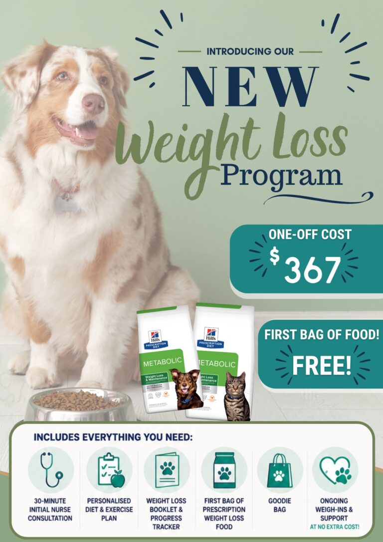 A dog sits by a bowl of food next to pet diet products. A sign advertises a veterinary weight loss program including meals, weigh-ins, a booklet, and more for $367.